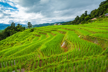 Paddy Rice Field Plantation Landscape with Mountain View Background