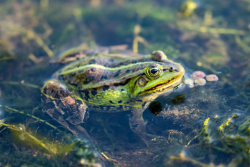 Frog Amphibian Hiding in the Pond