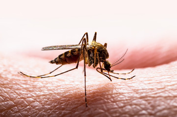 Encephalitis, Yellow Fever, Malaria Disease, Mayaro or Zika Virus Infected Culex Mosquito Parasite Insect on Skin Macro