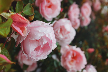 Pink roses grow on a bush in natural conditions, with raindrops on the petals.
