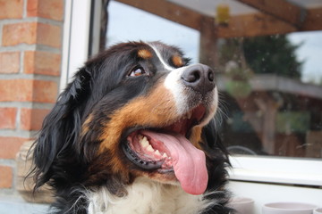 Bernese dog