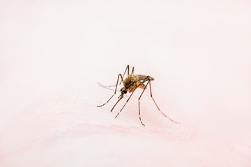 Encephalitis, Yellow Fever, Malaria Disease or Zika Virus Infected Culex Mosquito Parasite Insect on Skin Macro