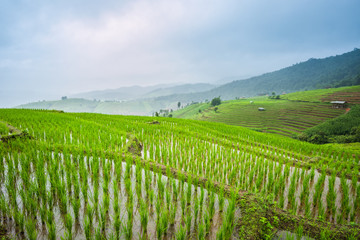 Fototapeta na wymiar Paddy Rice Field Plantation Landscape with Mountain View Background