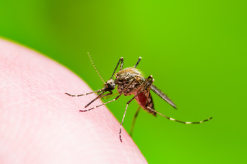Encephalitis, Yellow Fever, Malaria Disease or Zika Virus Infected Culex Mosquito Parasite Insect Macro on Green Background