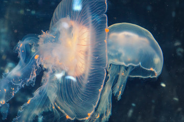Glowing jellyfish underwaterin sea