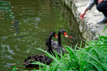 Fototapeta premium Swans couple on lake. Ducks and black swans in the reserve