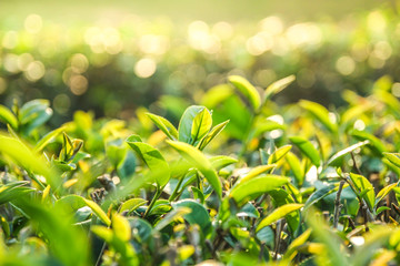 Obraz premium Close up green tea leaves with sun light and bokeh