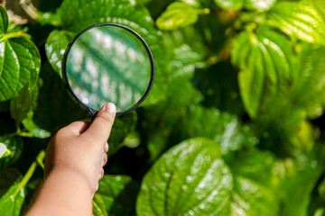 Get to know the world The white man hand boy who is exploring the green leaves in the summer with his magnifying glass