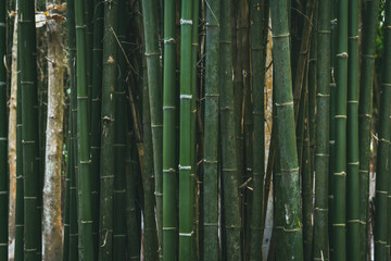 Fototapeta premium background of bamboo tree