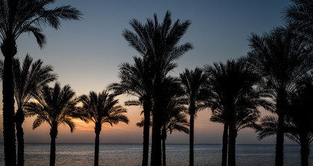 Obraz premium evening sunset landscape on the background of the silhouette of palm trees and the Red Sea with the sky and clouds in Egypt