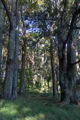 Obraz premium trees in the forest