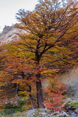 Colorful Nothofagus pumilio tree during autumn season in Patagonia, Argentina