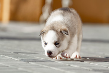 Fototapeta premium Little Siberian Husky puppy outdoors