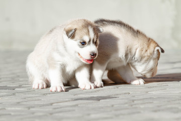 Two Little Siberian Husky puppy outdoors