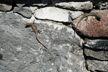Three lizards are among the stones. one of the lizards peeking out of the crack. Copy space.