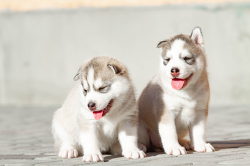 Two Little Siberian Husky puppy outdoors