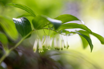 Blühendes Salomonsiegel (Polygonatum odoratum) im Garten