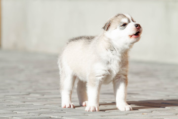 Little Siberian Husky puppy outdoors