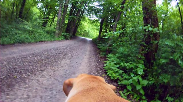 Point of view video. Labrador dog on leash