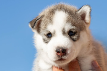 Little Siberian Husky puppy outdoors