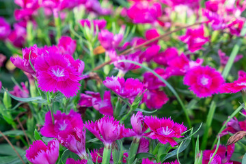 closeup beautiful Dianthus flower.