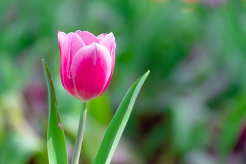 beautiful pink tulip in garden
