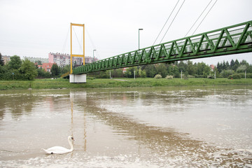 Most na rzece w mieście, obok płynie łabędź