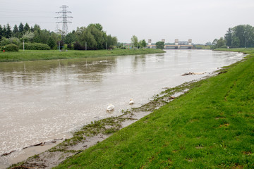 Rzeka płynąca pośrod zielenii, a na niej łabędzie © Micha