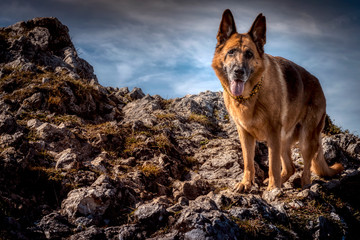 Wandern mit dem Hund