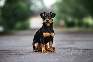 mixed breed dog sitting outdoors on the road - obrazy, fototapety, plakaty