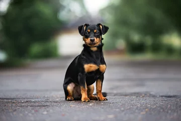 Foto op Aluminium mixed breed dog sitting outdoors on the road © otsphoto