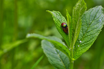 Funny image of a love making ladybugs couple in the spring forest. Close up image
