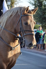 Fototapeta premium The tradition and Folk of Sardinia