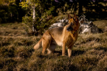 Wandern mit dem Hund