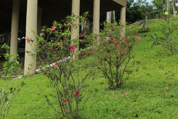 flowers in the garden