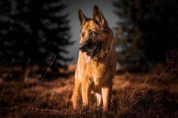 Naklejka premium Wandern mit dem Hund