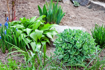 Young decorative plants of Hosta lancifolia, Sedum and Ornithogalum on flower bed