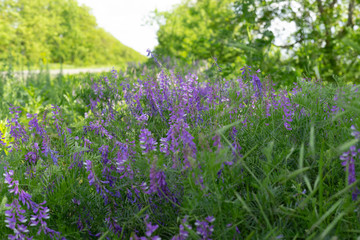 Beautiful blue and purple wild flowers on a background of green grass. Selective focus