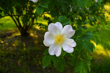White flower on dark green foliage background.