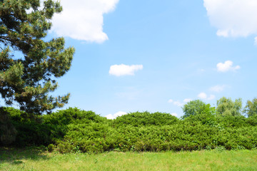 Beautiful green nature landscape in the garden. Plants in summer.