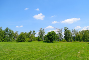 Direct beautiful landscape of green grass and plants. Summer.