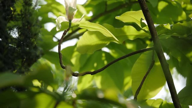 Eine Sorte von Magnolien, die etwas sp&auml;ter im Jahr bl&uuml;ht als die ersten Fr&uuml;hlingsboten von Magnolien, aber beide lassen das Herz aufgehen und k&uuml;nden den Sommer an, 