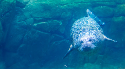common seal swimming underwater, beautiful portrait of a harbor seal, common marine mammal from the...
