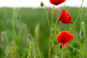 Obraz premium Poppy flowers on the field against the blue sky and green grass. Selective focus