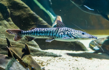 closeup of a tiger sorubim, tropical long whiskered catfish from the amazon basin of America