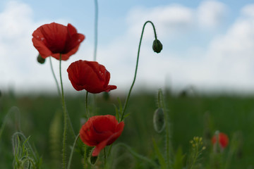 Poppy flowers on the field against the blue sky and green grass. Selective focus