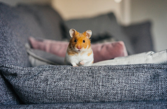 Ginger and white hamster explores living room indoors