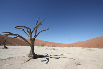 Fototapeta na wymiar Dead Vlei Namibia