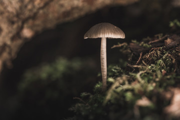 Forest mushroom