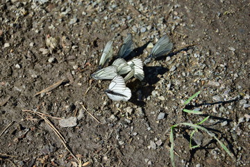 beetle on stone